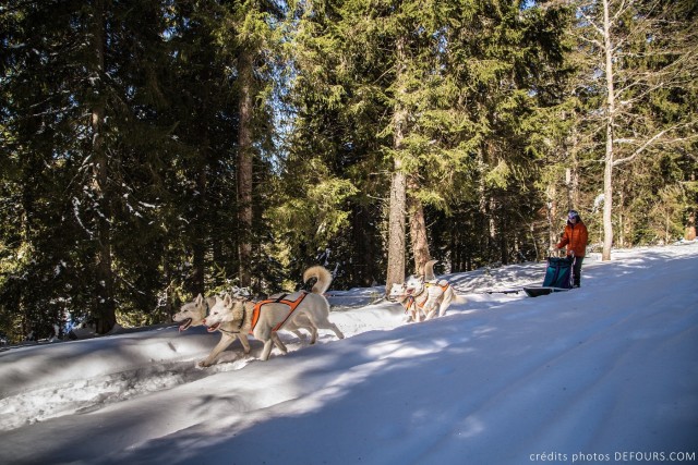 Chiens de traîneaux