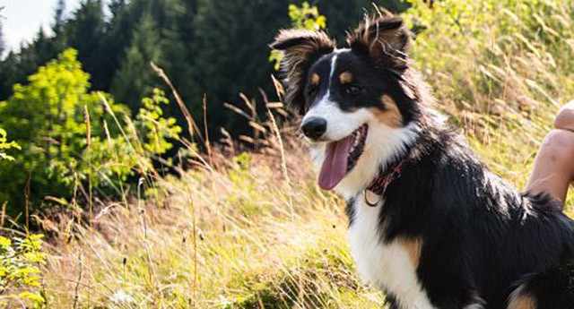 Services pour animaux