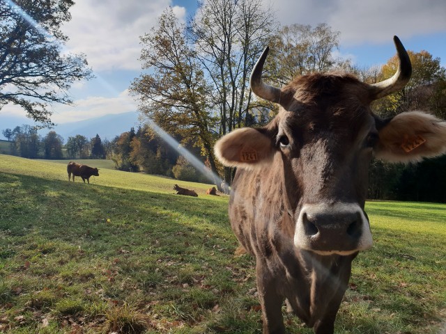 Parc naturel du Massif des Bauges