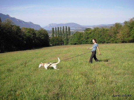 L'été avec les chiens de traîneaux