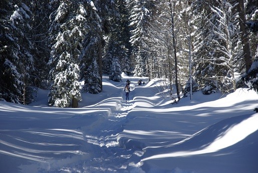 Piste nordique classique