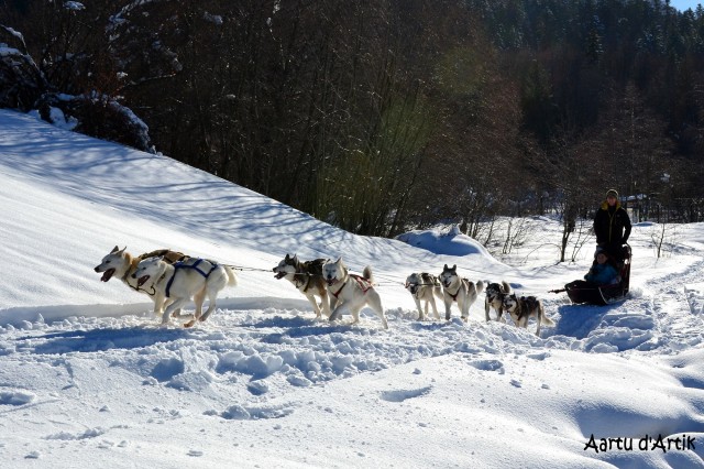 Baptême de Chien de Traineaux