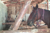chevaux_grangeat.png