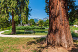 Sequoia