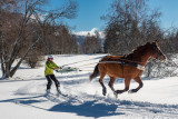 Ski joëring avec Volte Face