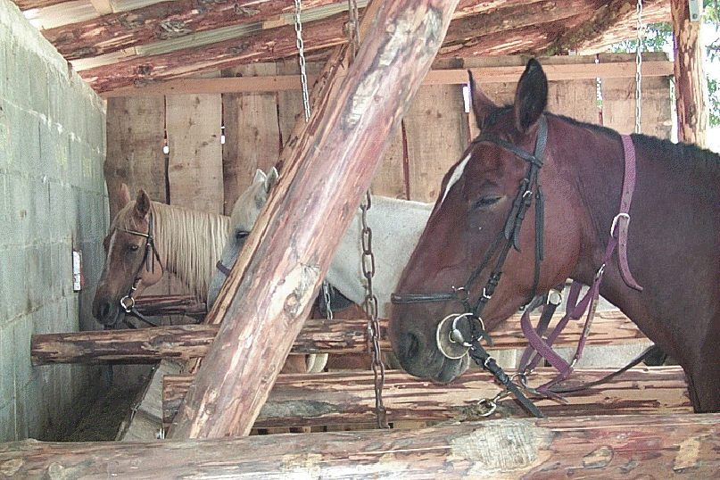 chevaux_grangeat.png