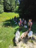 Cani-Groupe