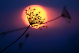 Lumières du soir