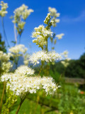 Découverte des plantes médicinales Savoie
