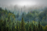 Forêt
