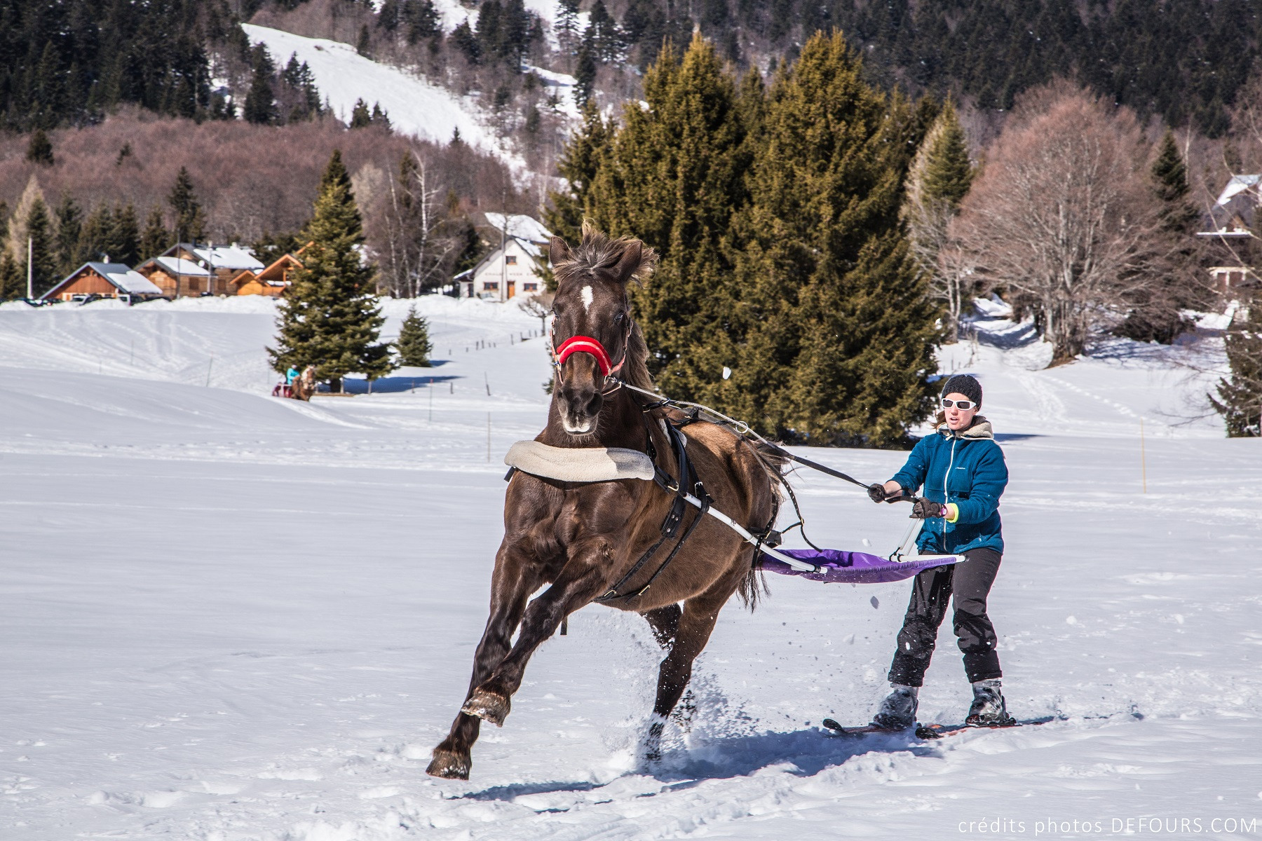 Ski-joëring