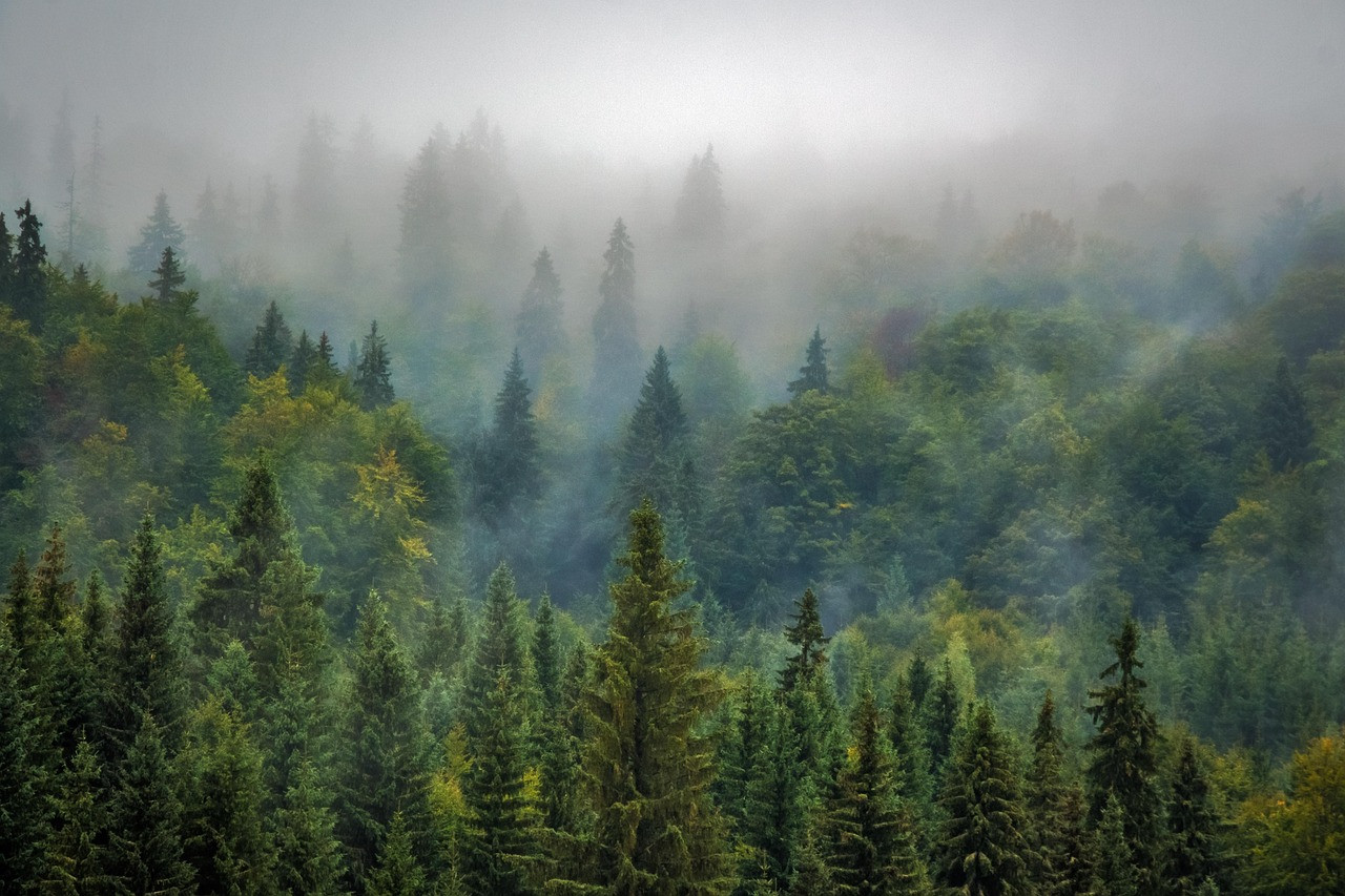 Forêt