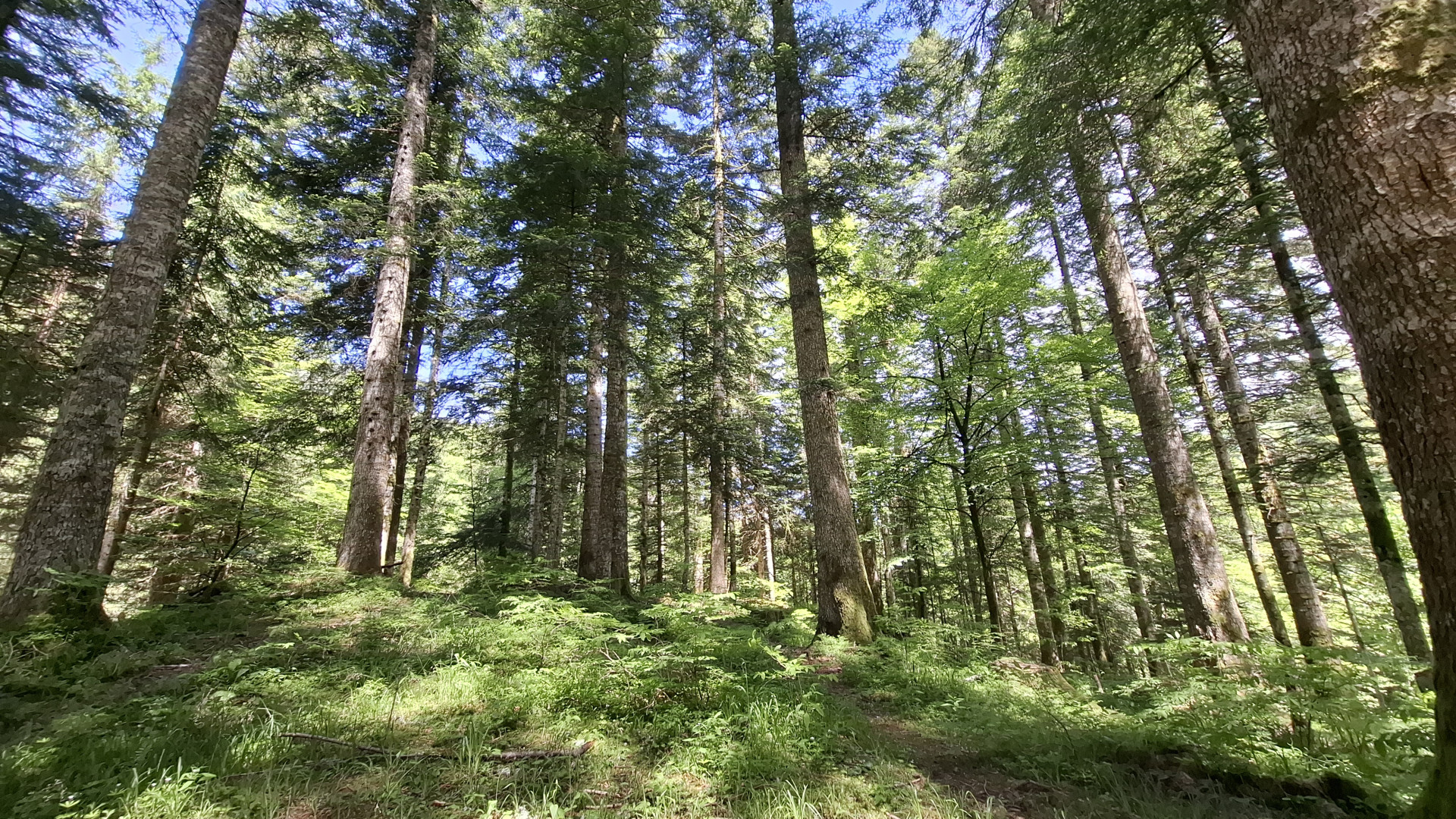 Vis ma vie de forestier_Saint-François-de-Sales