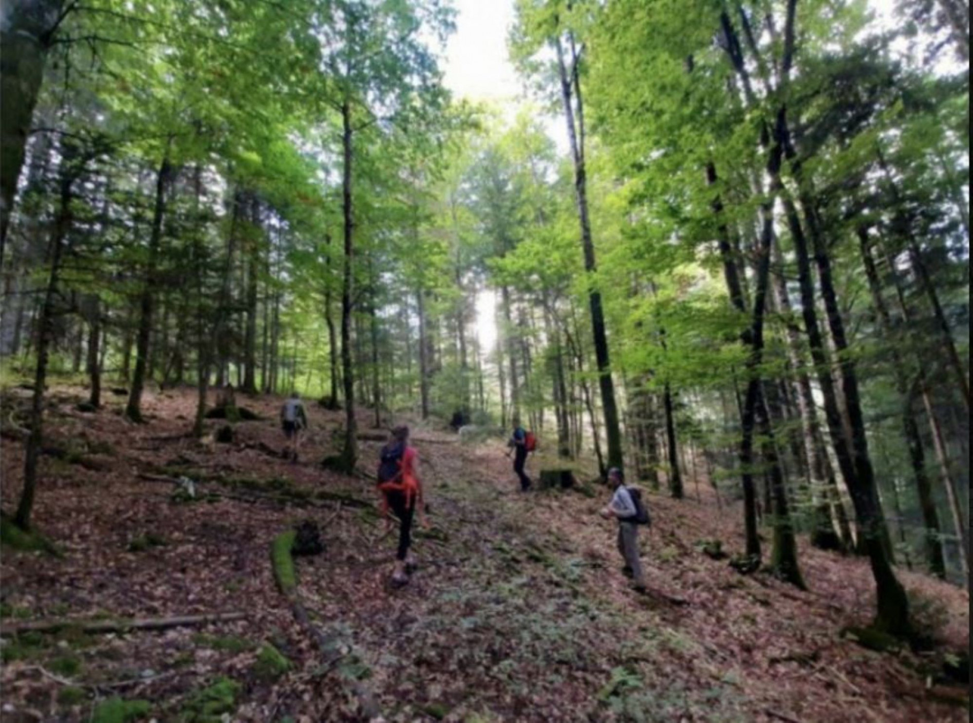 20 ans pour faire pousser l’avenir – Forêt du Groupement des Chavonnes_Le Noyer