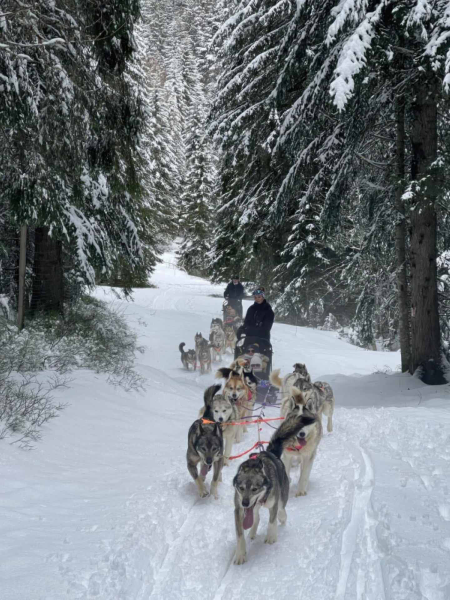 Sylvotrophée chez les mushers – Une journée inédite en forêt de la Gornaz !_Les Déserts