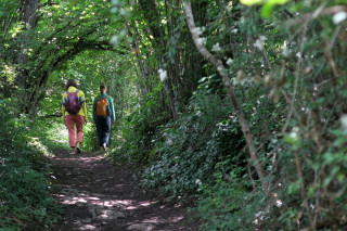 Bain de forêt