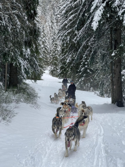 Sylvotrophée chez les mushers – Une journée inédite en forêt de la Gornaz !_Les Déserts