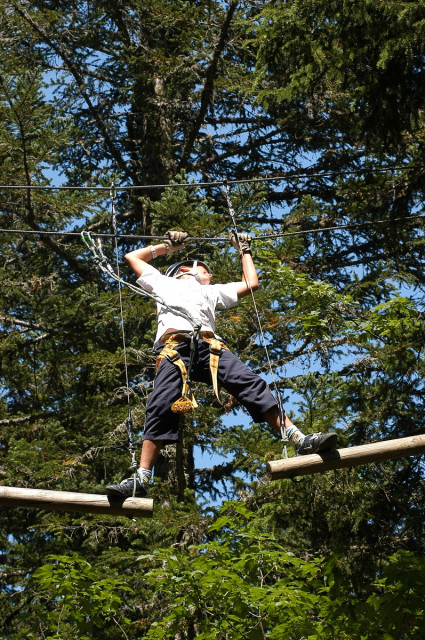 D'un arbre à l'autre