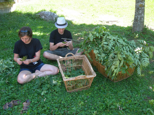 Stage plantes médicinales
